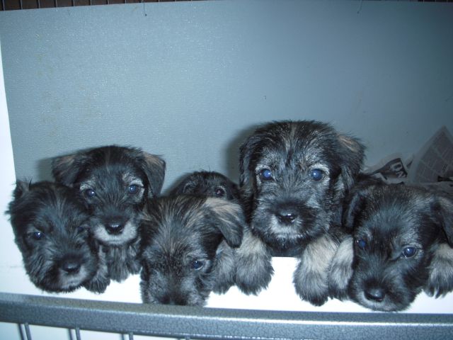 puppies